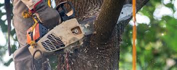 Best Hazardous Tree Removal  in North Les, AK