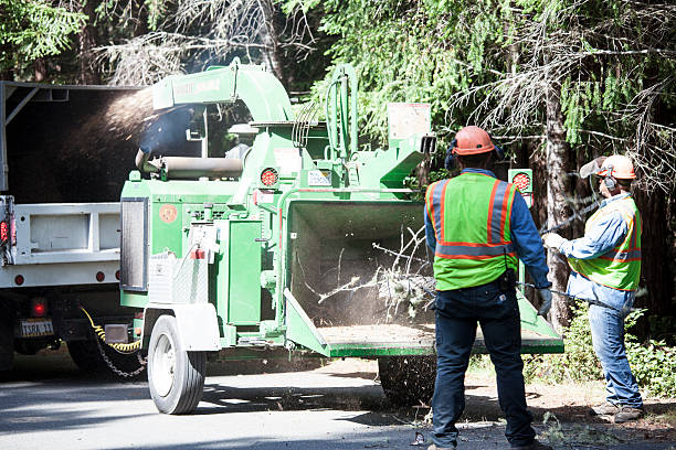 Best Tree Risk Assessment  in North Les, AK