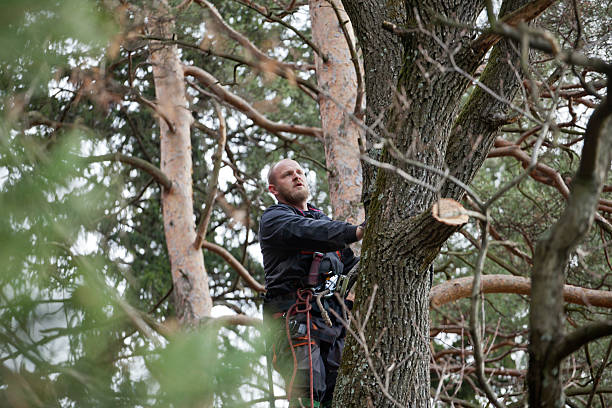 Best Hedge Trimming  in North Les, AK