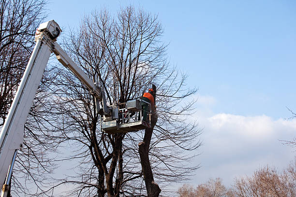 Trusted North Lakes, AK Tree Services Experts