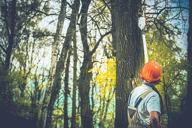 Best Tree Trimming and Pruning  in North Les, AK