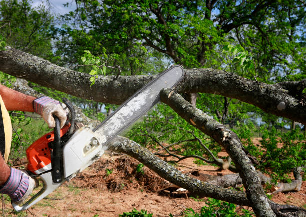 How Our Tree Care Process Works  in  North Lakes, AK